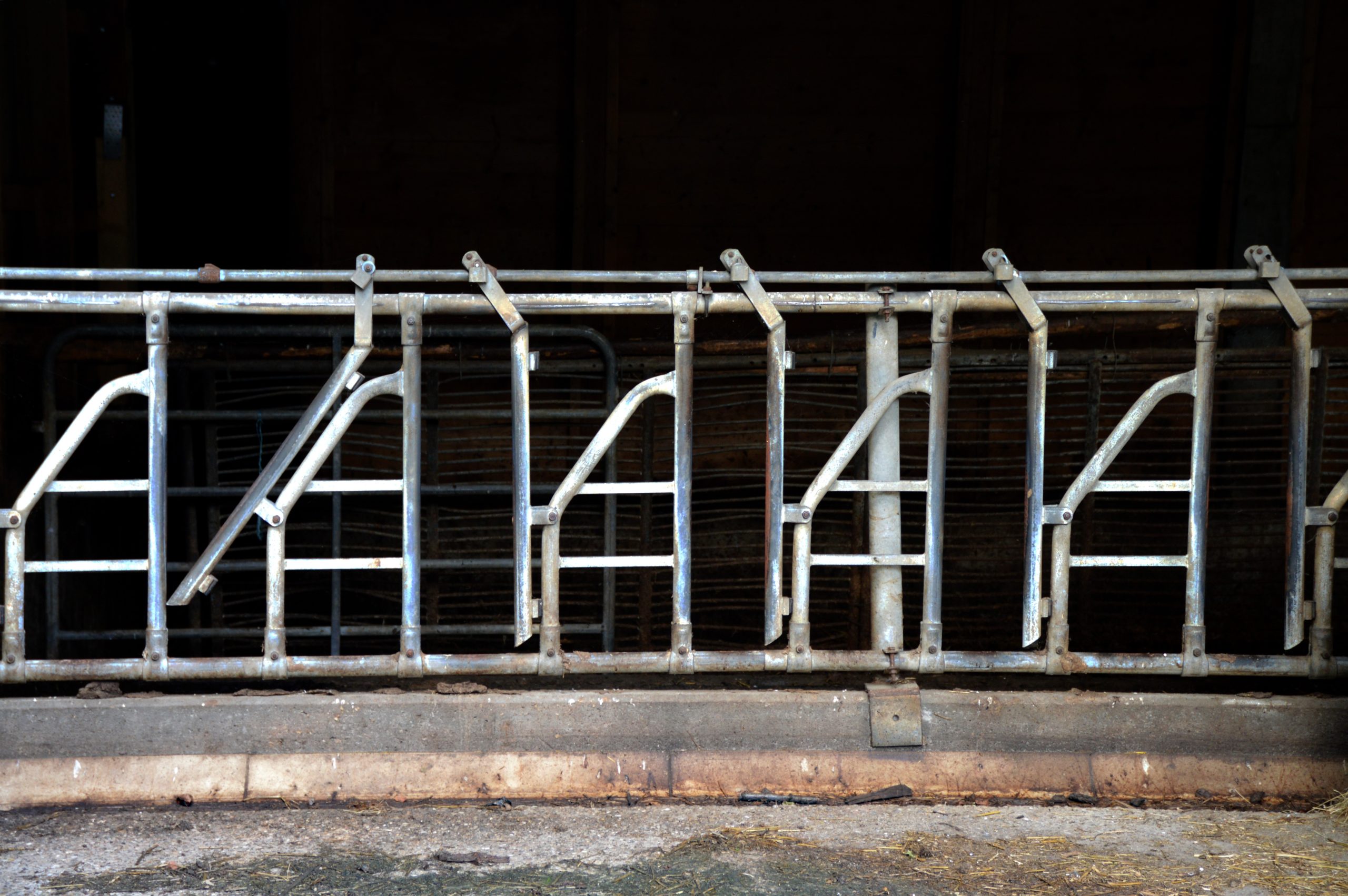 Thumbnail for the post titled: The Urgent Case for a Moratorium on Mega-Dairies in New Mexico.